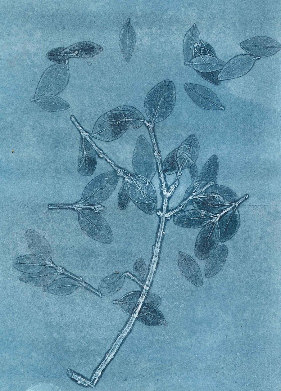 Midnight Garden I, 2015 (monoprint na papierze) autorstwa Stephen Dow