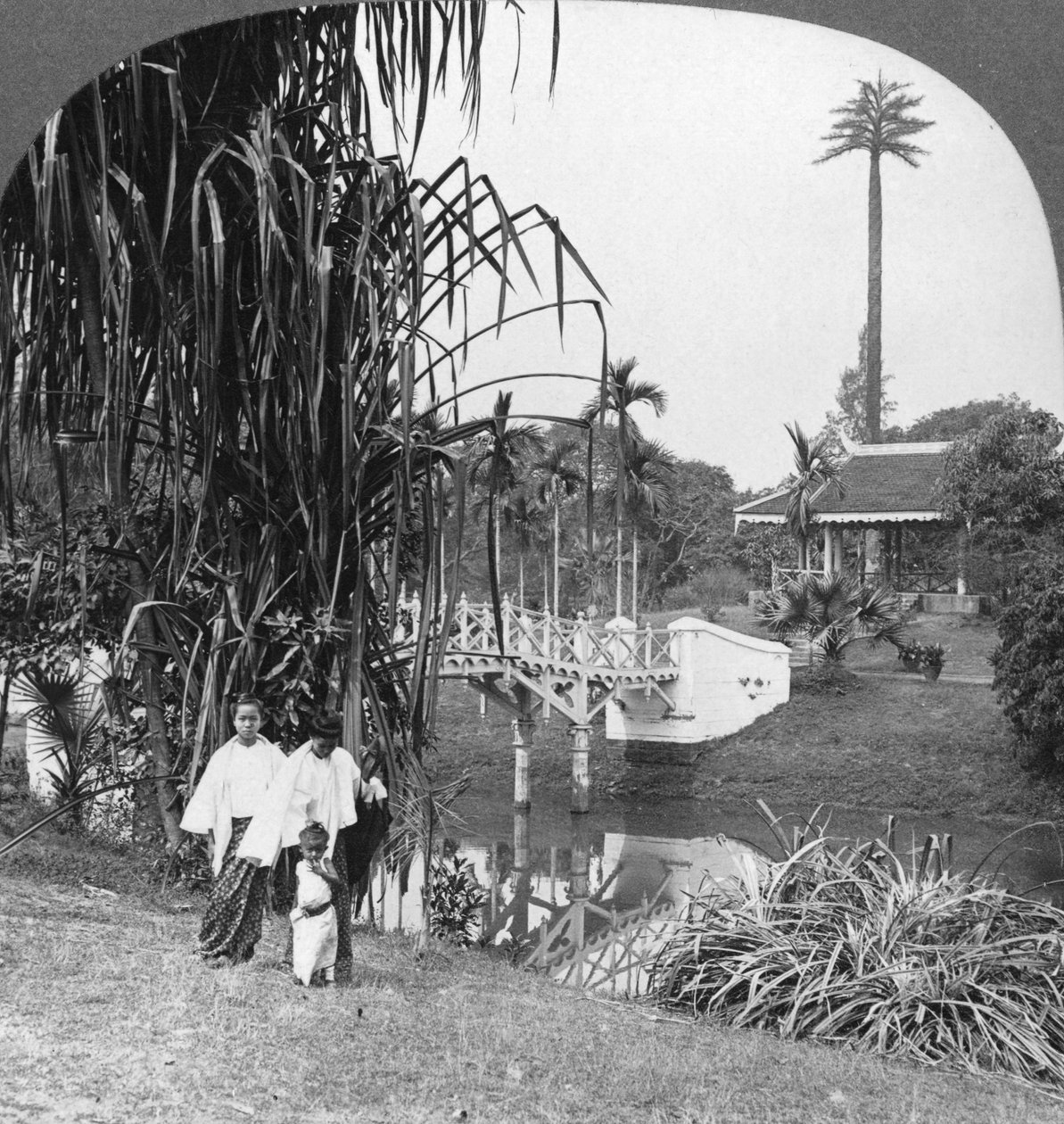 Zajrzenie do tropikalnych ogrodów Rangun, Birma, 1908 autorstwa Stereo Travel Co