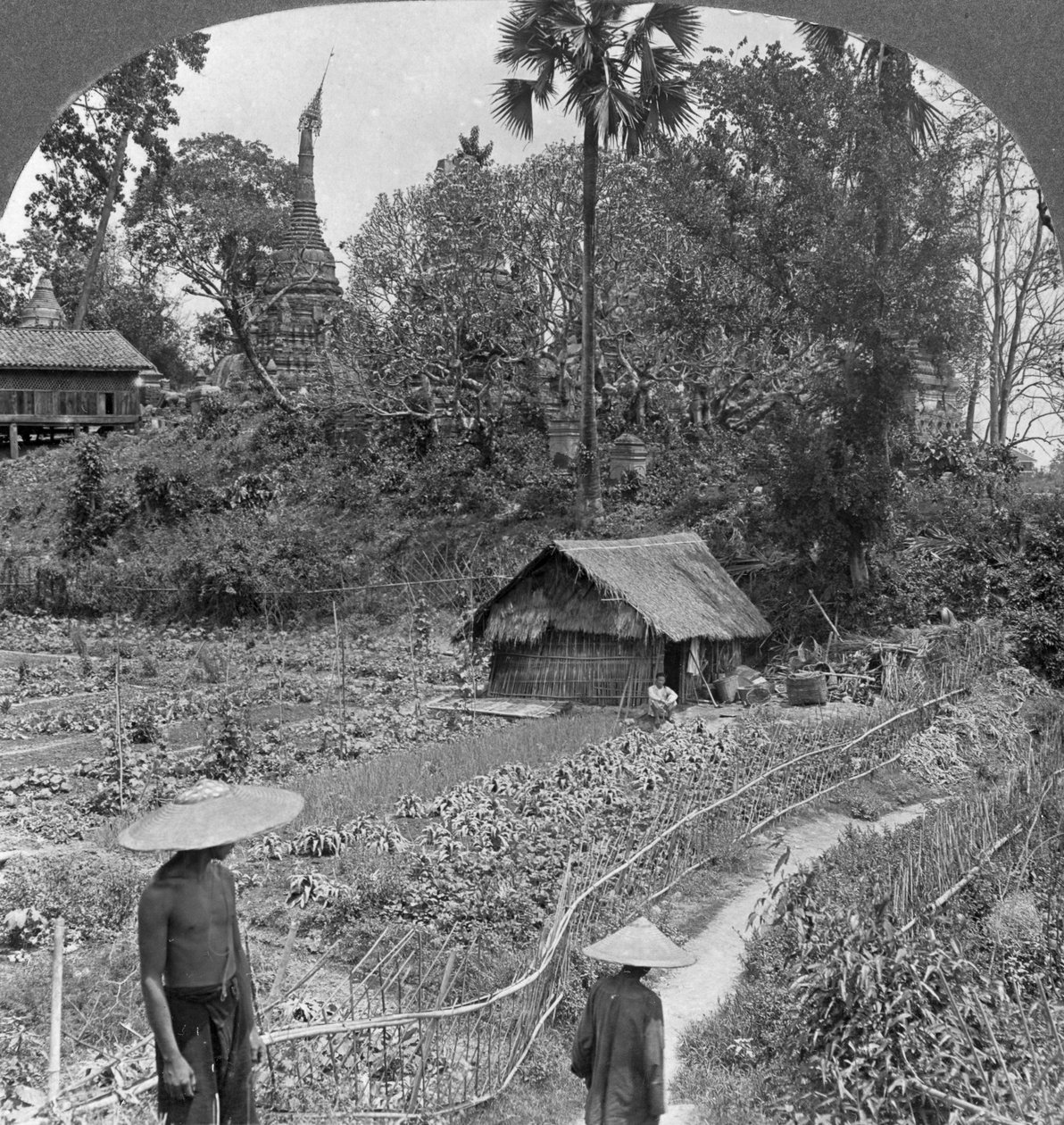 Ogród warzywny pośród pagód, Bhamo, Birma, 1908 autorstwa Stereo Travel Co
