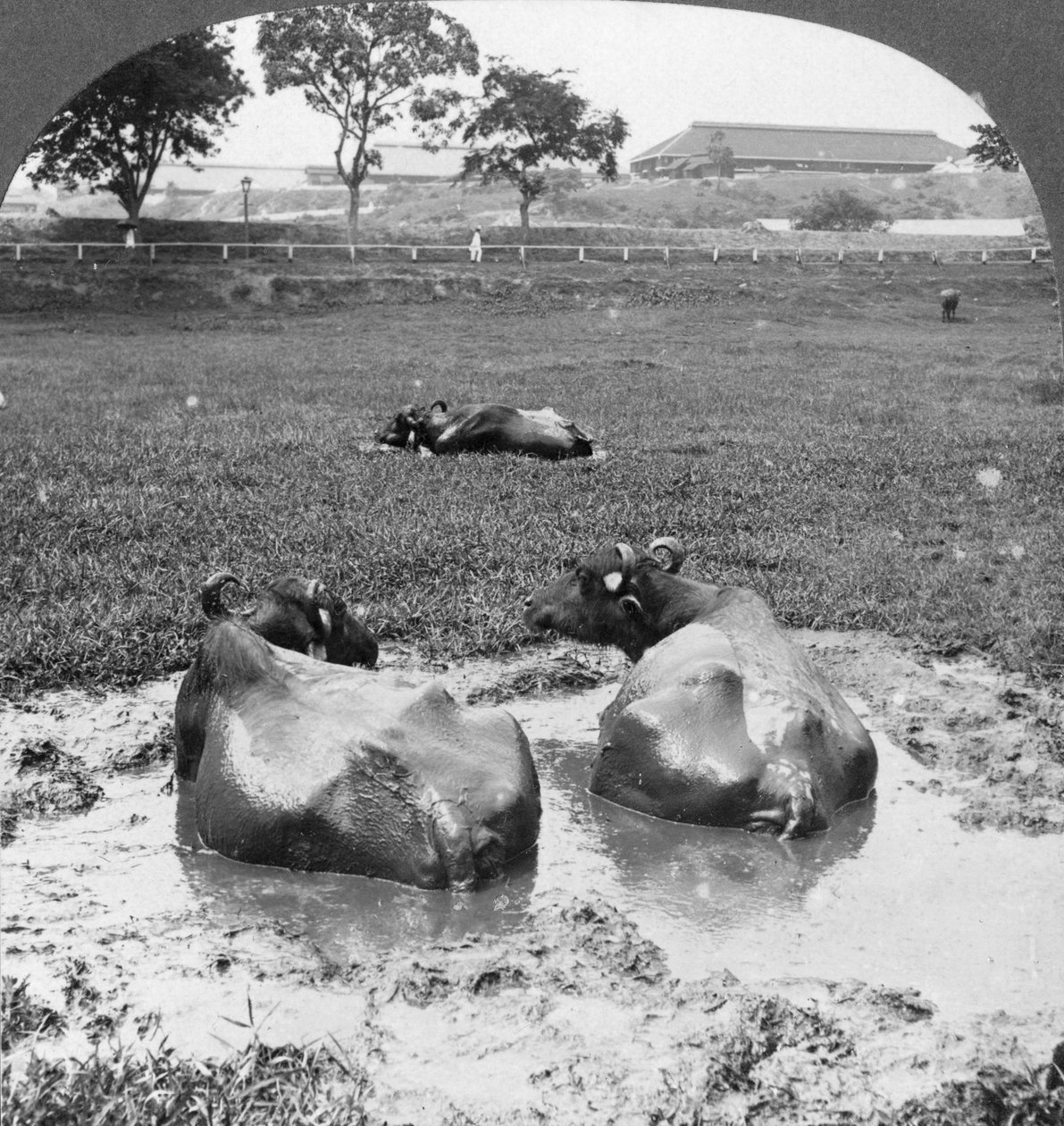 Buffalo Wallow, Birma, 1908 autorstwa Stereo Travel Co