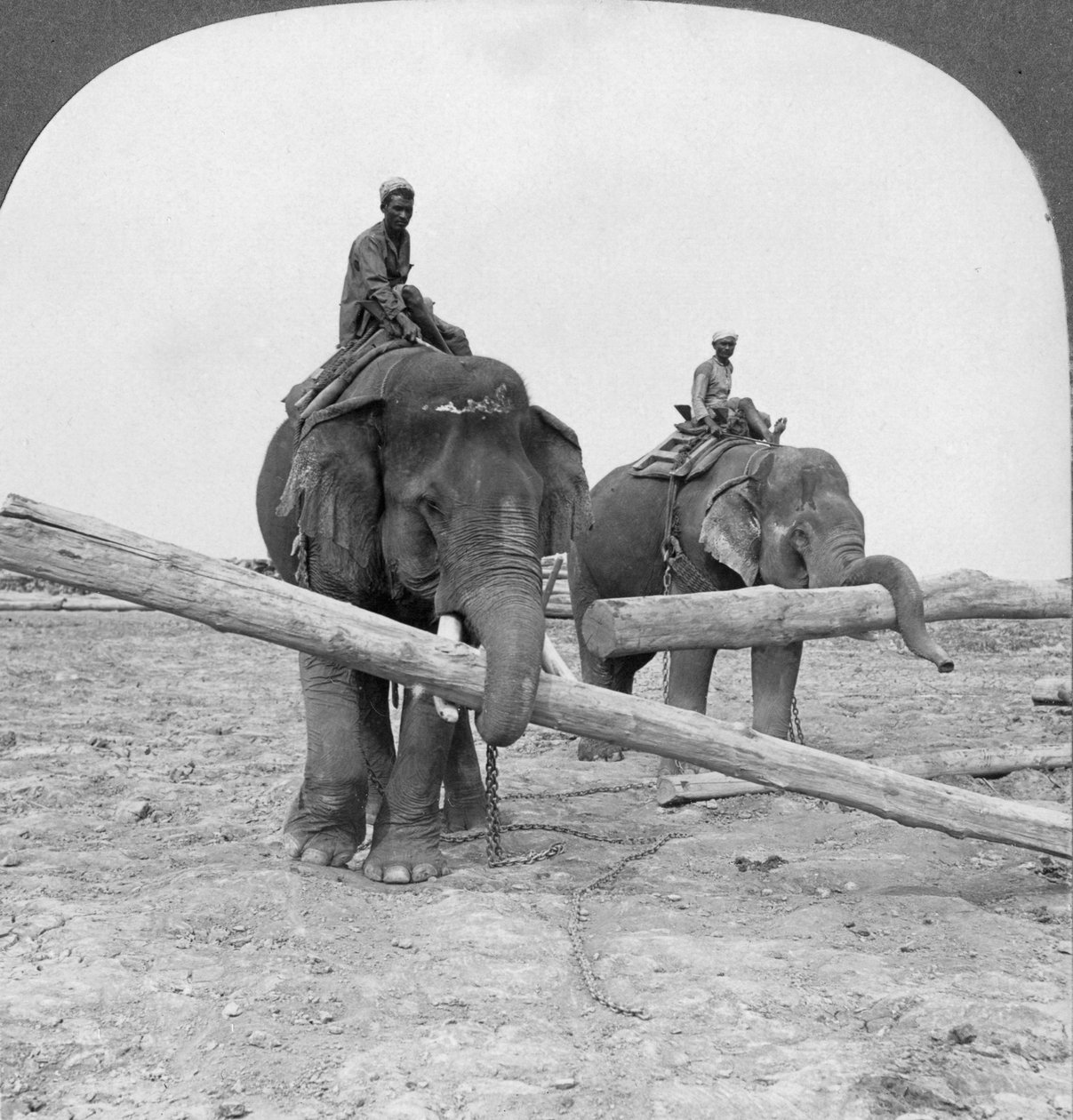 Słonie pracujące na skład drewna, Rangun, Birma, 1908 autorstwa Stereo Travel Co