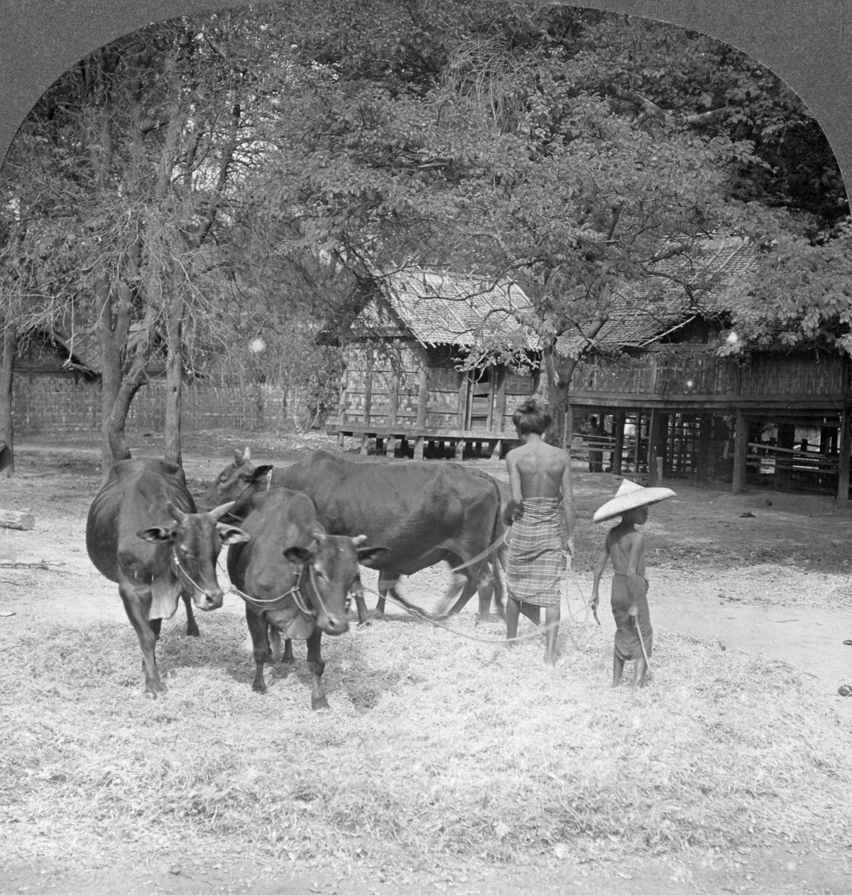 Młócenie ryżu, Amarapura, Birma, 1908 autorstwa Stereo Travel Co