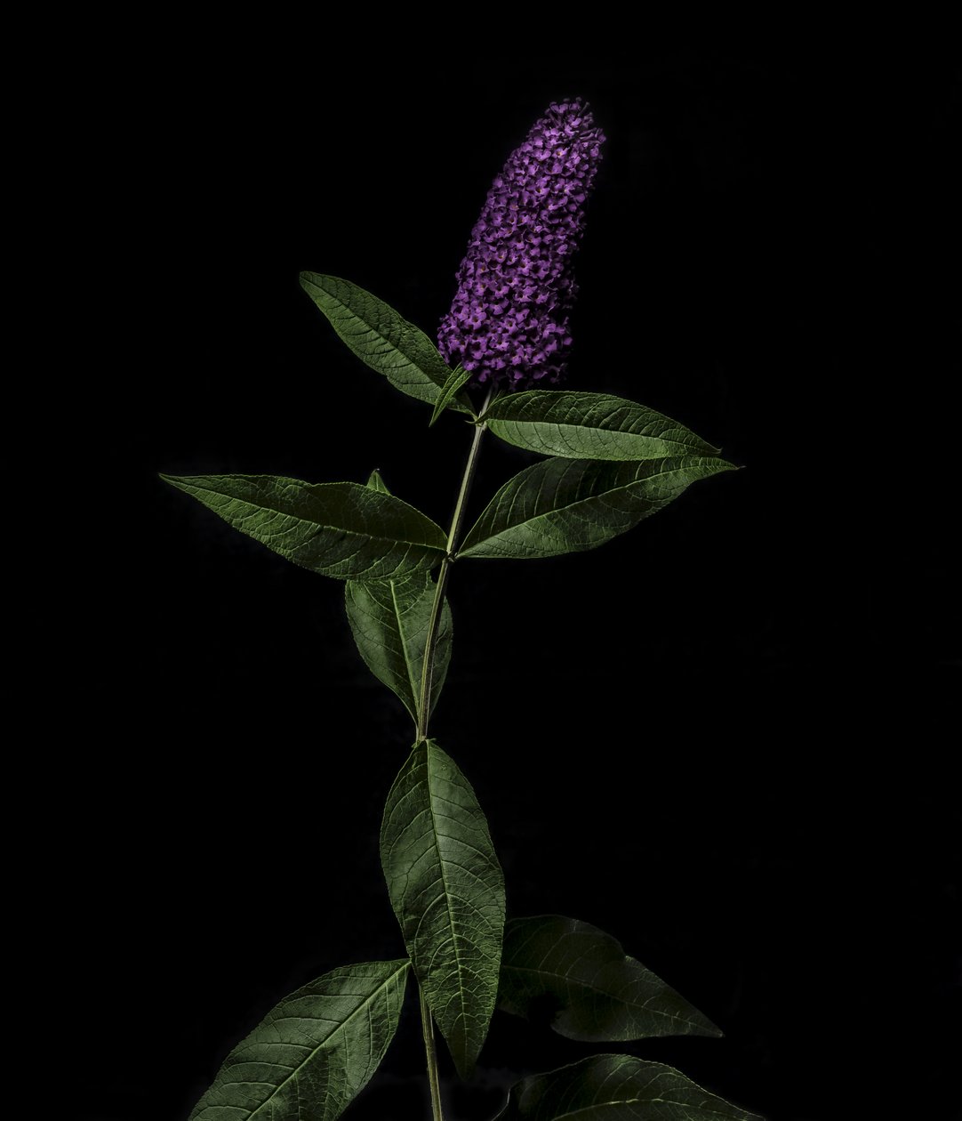 Buddleja purpurowa, 2020 (zdjęcie) autorstwa Steve Gallagher