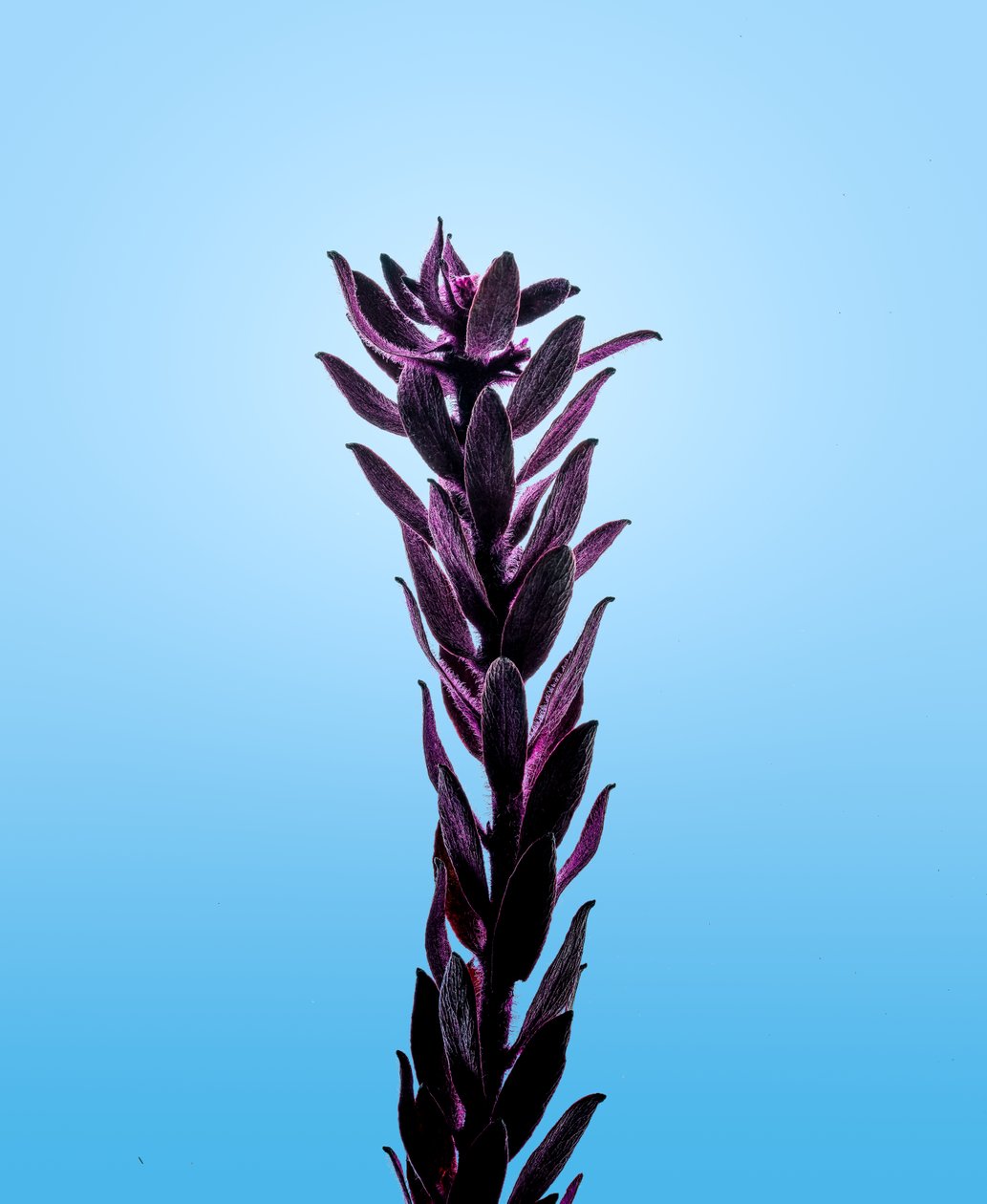 Elodea purpurowa, 2021 (zdjęcie) autorstwa Steve Gallagher