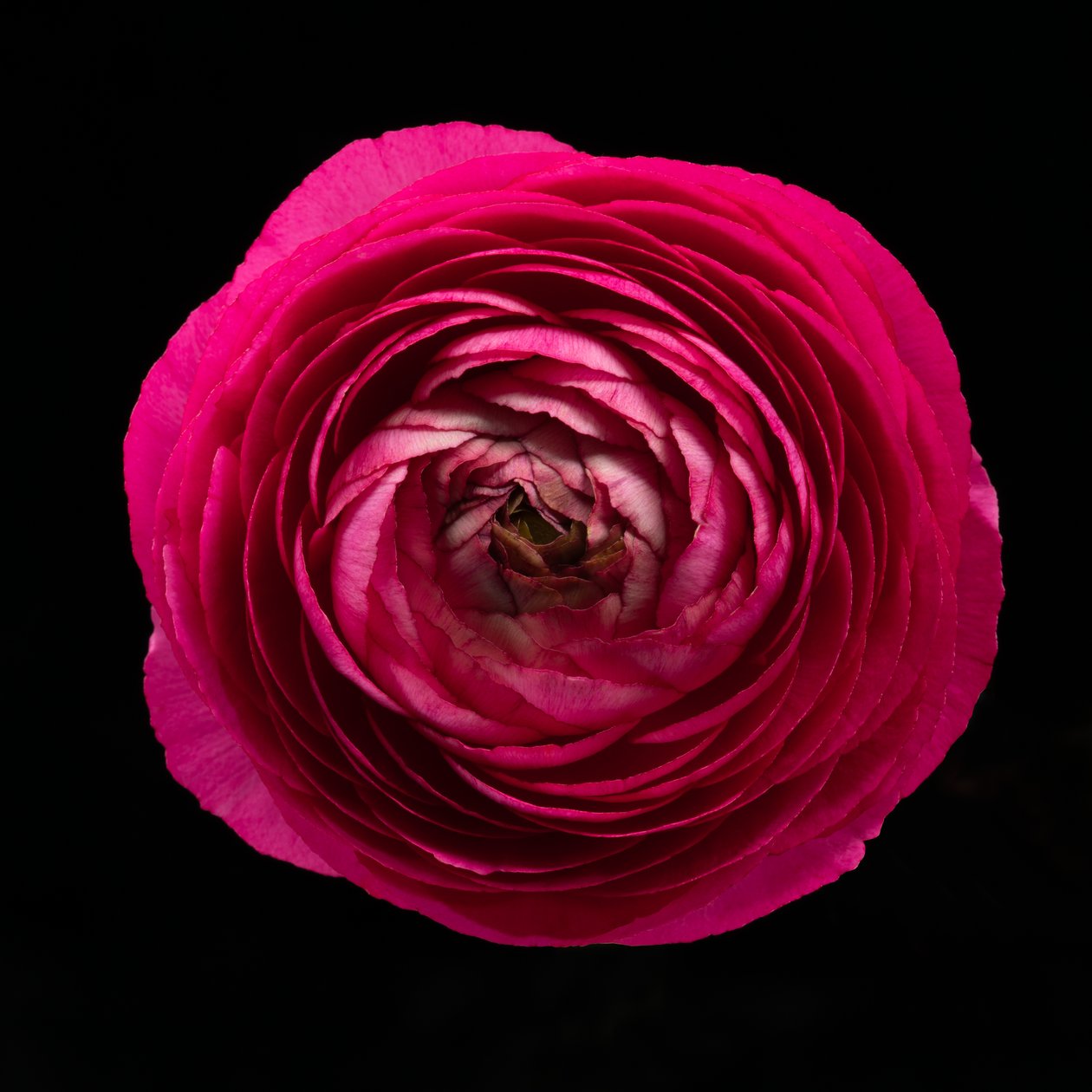 Ranunculus nr 01, 2020 (zdjęcie) autorstwa Steve Gallagher