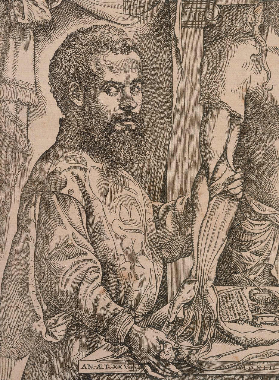 Andreas Vesalius rozcinający mięśnie przedramienia zwłok, 1543. autorstwa Steven van Calcar