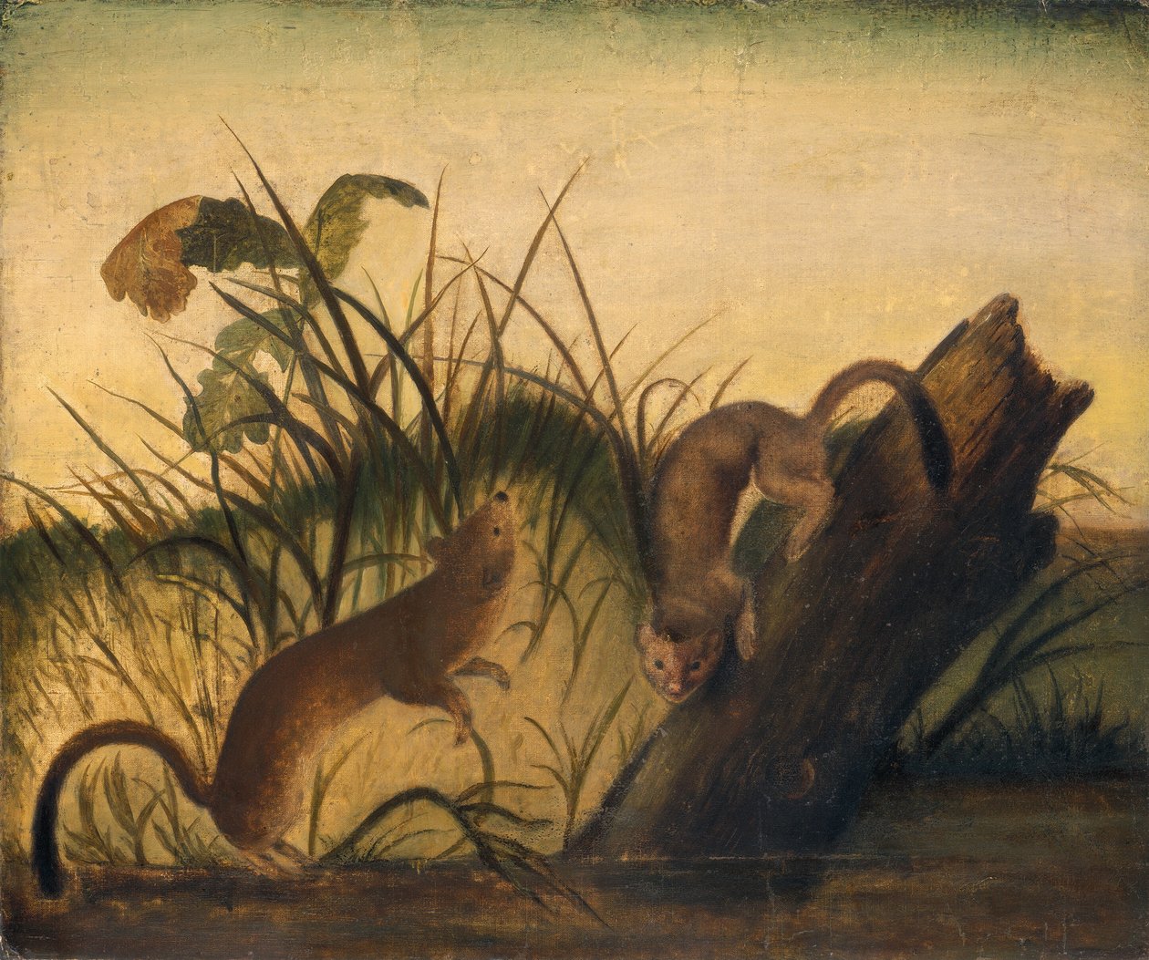 Łasica długoogoniasta autorstwa Studio of John James Audubon