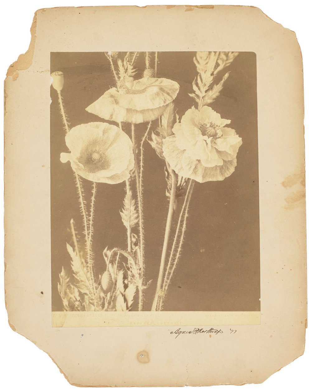 Maki, ok. 1898-1920 (zdjęcie czarno-białe) autorstwa Studios Tiffany