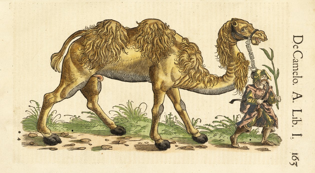 Wielbłąd dwugarbny z Historiae Animalium, autorstwa Conrada Gessnera (1516-1565), ok. 1930 r. 1551-58 (drzew ręcznie kolorowany) autorstwa Swiss School