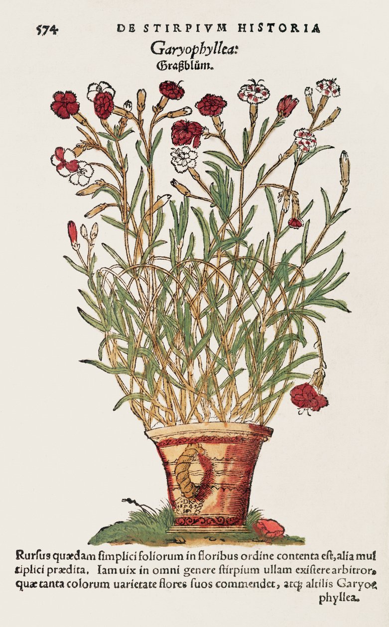 Goździk, z De Historia Stirpium Leonarda Fuchsa (1501-66) 1545 autorstwa Swiss School