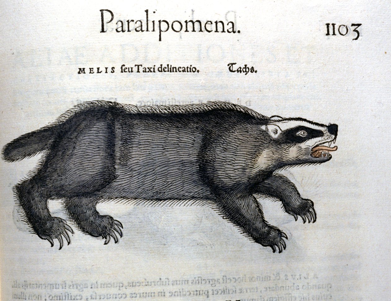 Borsuk, ilustracja z „Historii Animalium” Conrada Gesnera autorstwa Swiss School