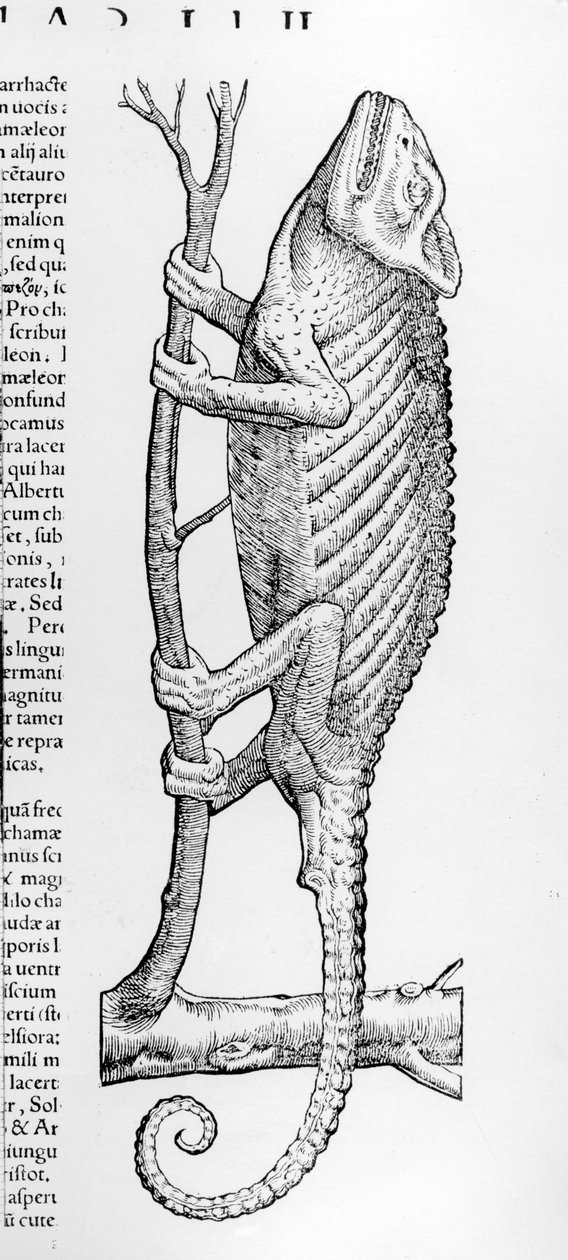 Kameleon, ilustracja z „Historiae animalium liber II: De quadrupedibus Oviparis” Conrada Gesnera, wydana 1554 autorstwa Swiss School