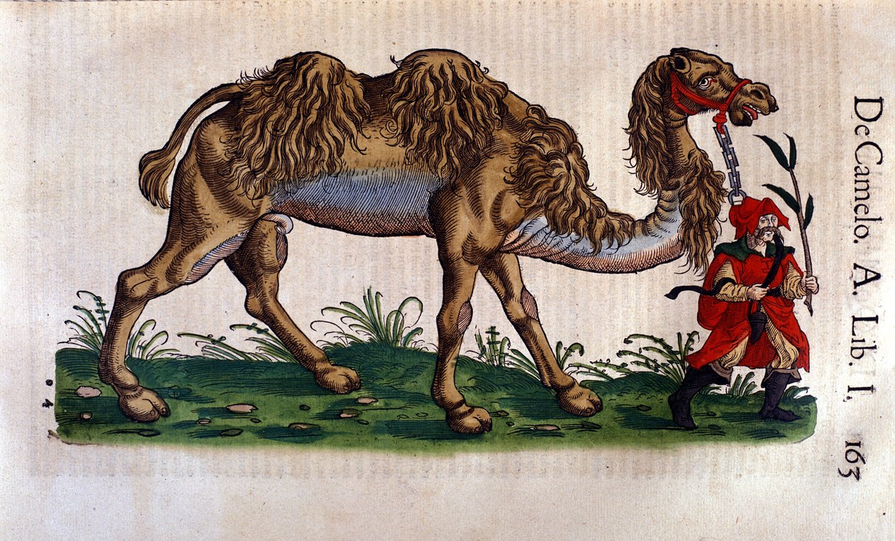 Przedstawienie wielbłąda, ilustracja z „Historii zwierząt” Conrada Gesnera autorstwa Swiss School