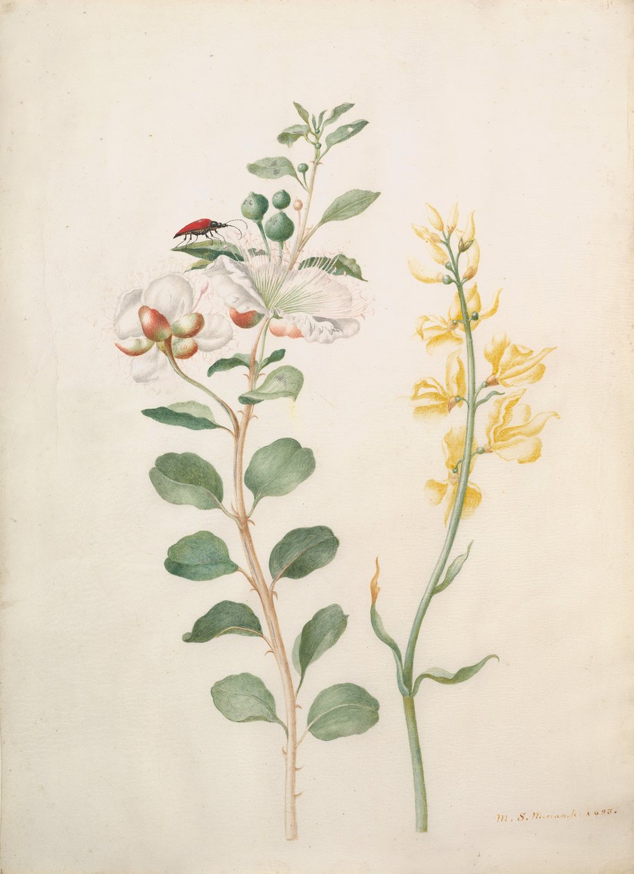 Studium kaparów, kolcolistów i żuków, 1693. autorstwa Sybilla Merian