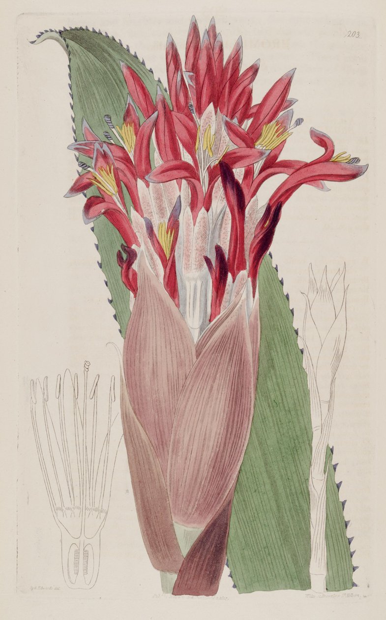 Ilustracja Aechmea nudicaulis (jako syn Bromelia nudicaulis) autorstwa Sydenham Teast Edwards