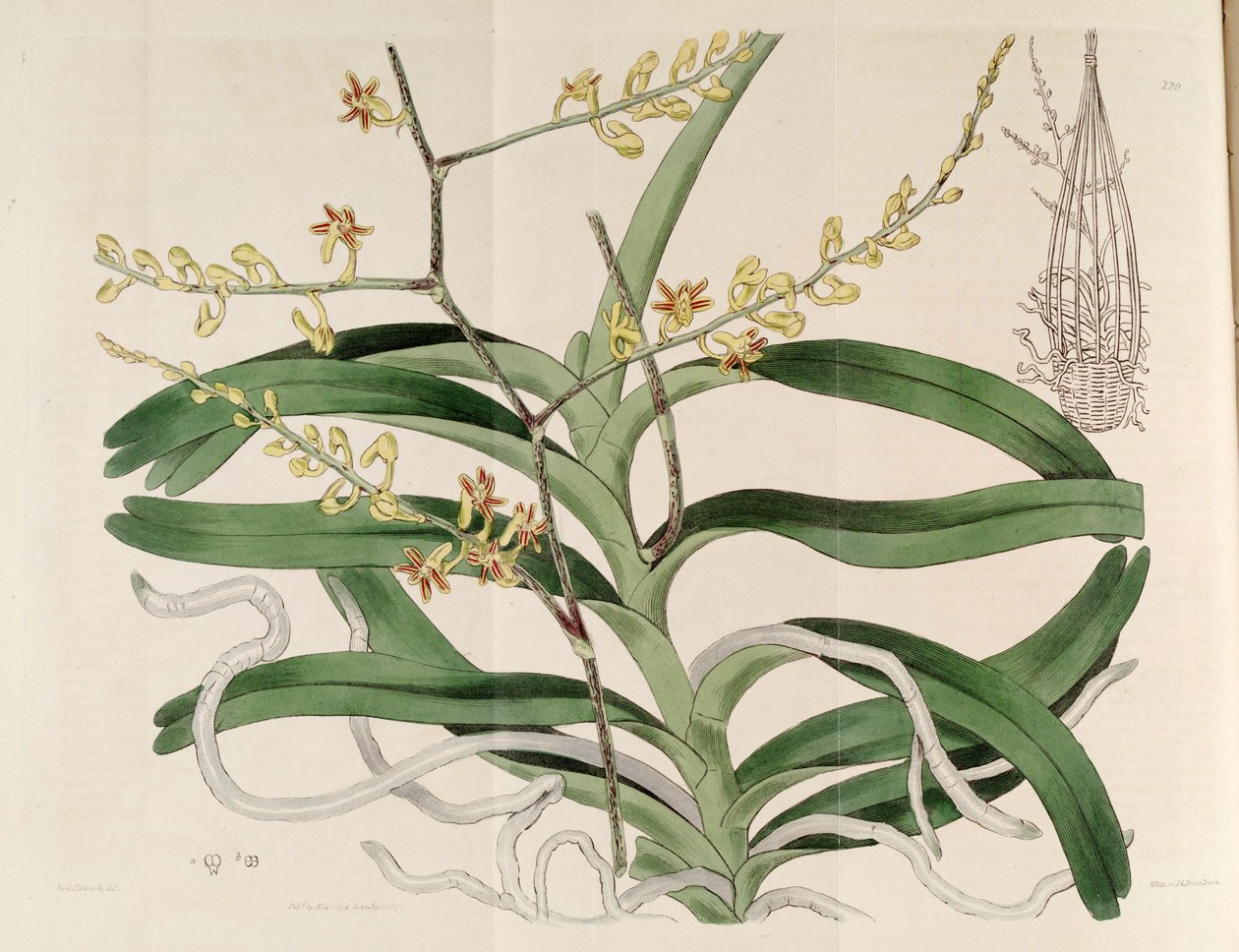 Ilustracja Cleisostoma paniculatum (jako syn. Aerides paniculata) autorstwa Sydenham Teast Edwards