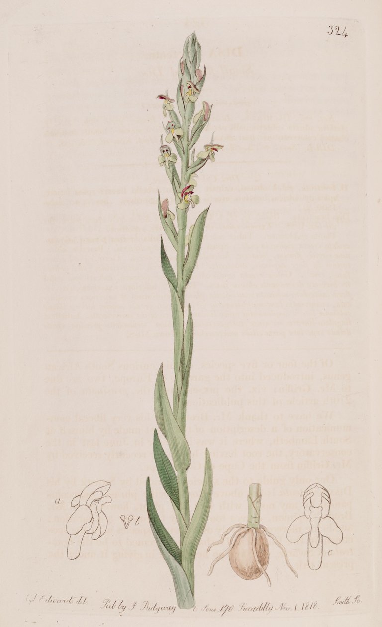 Ilustracja Disa bracteata autorstwa Sydenham Teast Edwards
