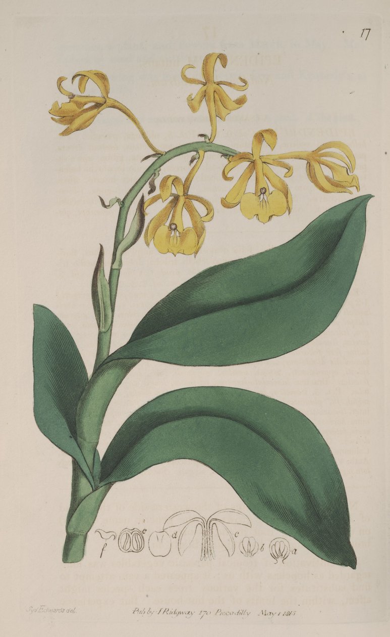 Ilustracja Epidendrum nutans autorstwa Sydenham Teast Edwards