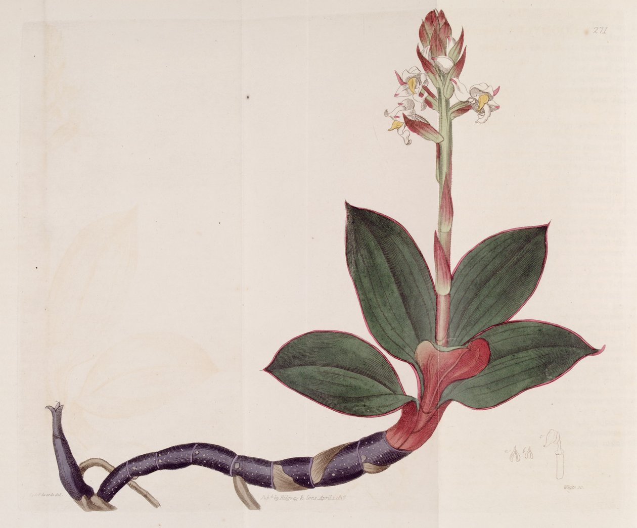 Ilustracja Ludisia discolor (jako syn. Goodyera discolor) autorstwa Sydenham Teast Edwards