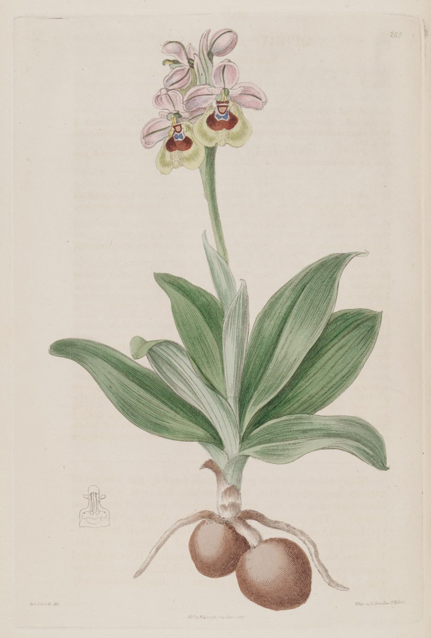 Ilustracja Ophrys tenthredinifera autorstwa Sydenham Teast Edwards