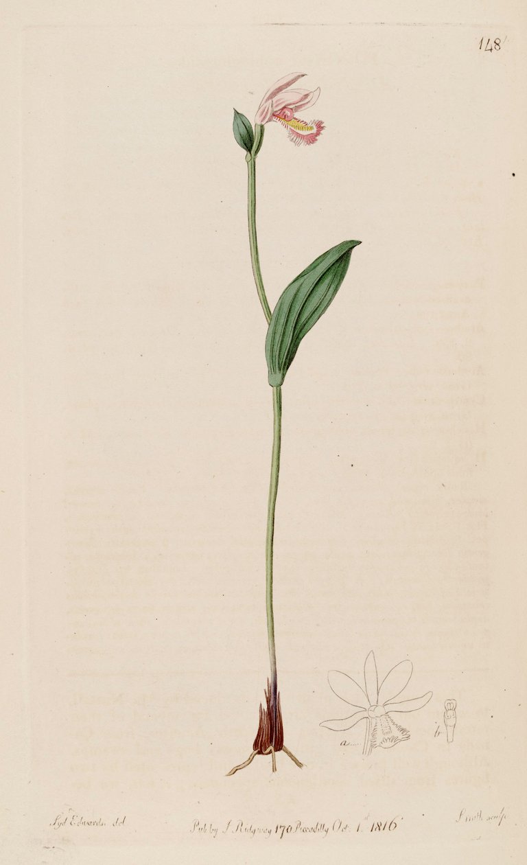 Ilustracja Pogonia ophioglossoides autorstwa Sydenham Teast Edwards