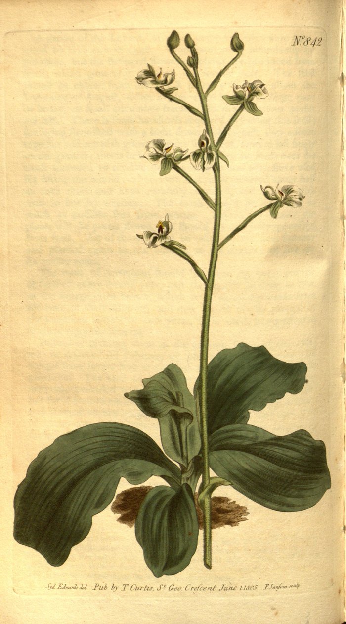 Ilustracja Ponthieva racemosa autorstwa Sydenham Teast Edwards