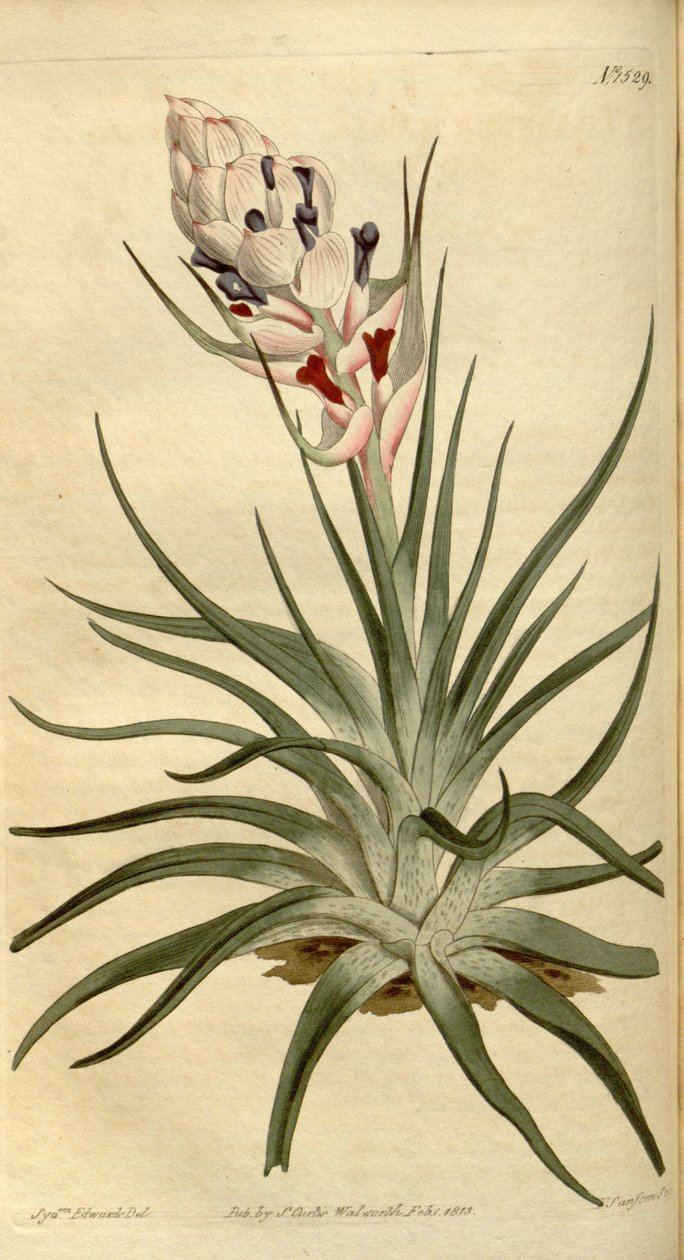 Ilustracja Tillandsia stricta autorstwa Sydenham Teast Edwards