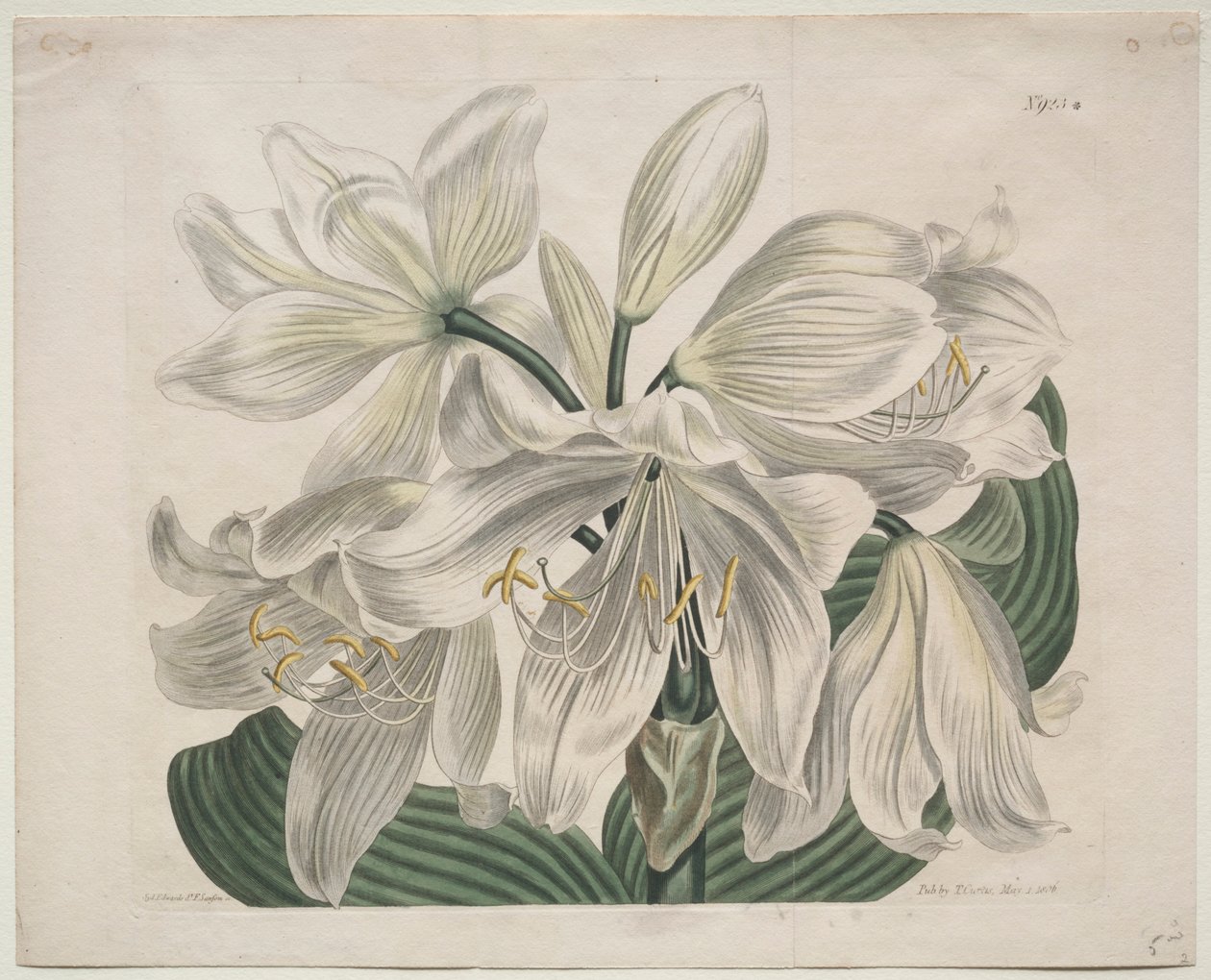 Wystawiony magazyn botaniczny lub ogród kwiatowy: White Cape - Coast Lily, 1806. autorstwa Sydenham Teast Edwards