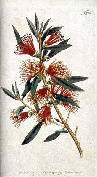 Ostre opuszczenie Metrosideros (Metrosideros citrina), z „The Botanical Magazine” Williama Curtisa (lub „Flower Garden Displayed”), grawerowane przez F. Sansoma, wyd. 1794 (grawerowanie) autorstwa Sydenham Teast (after) Edwards