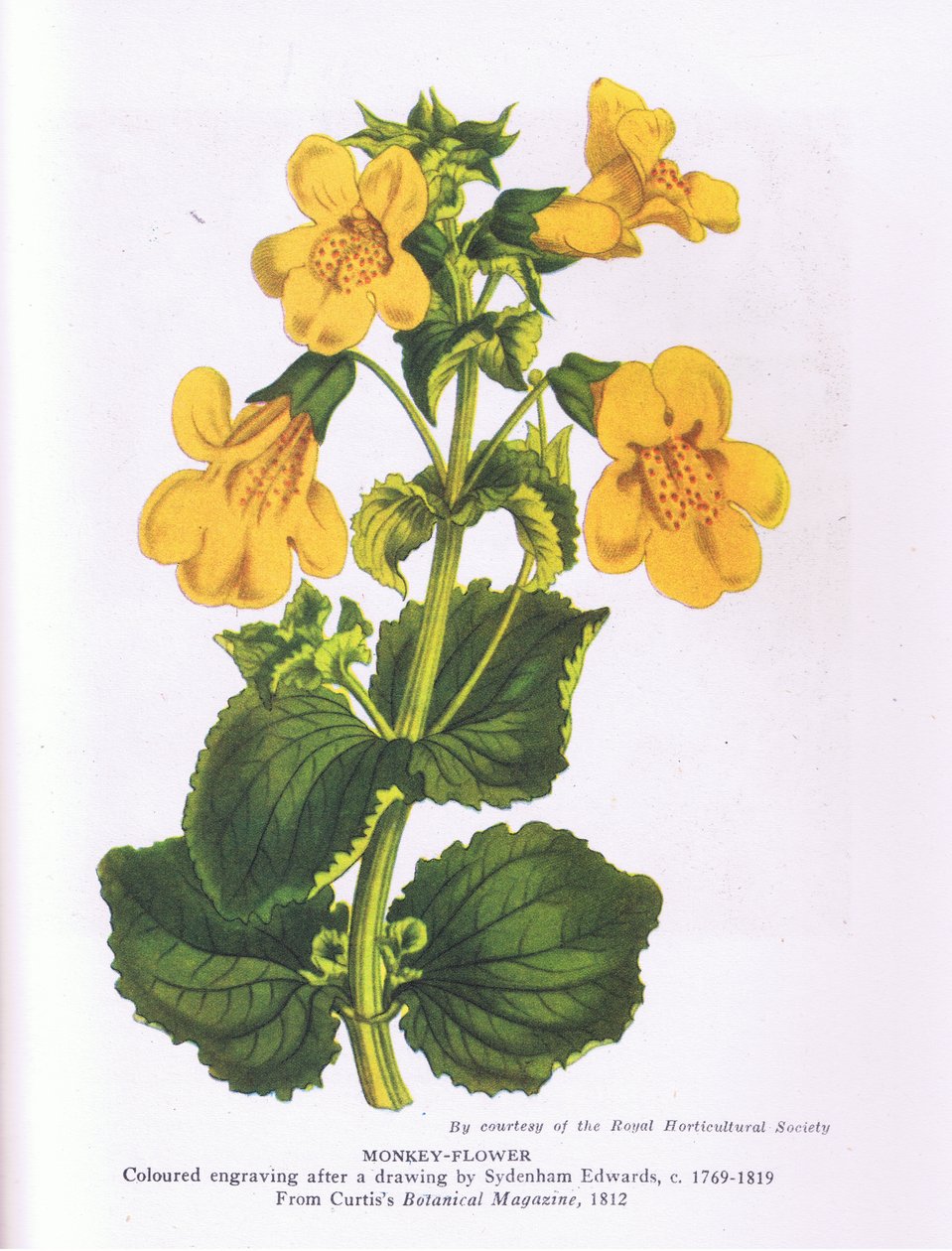 Monkey Flower, Nature in Britain wydane przez Collins 1946 (kolor lito) autorstwa Sydenham Teast (after) Edwards