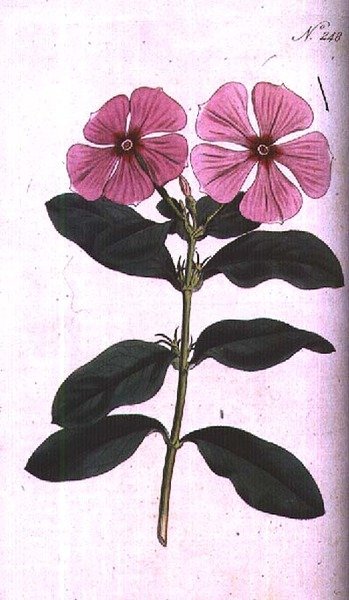 Barwinek (Vinca rosea madagaskar), tablica 248 z „The Botanical Magazine” Williama Curtisa (lub „Flower Garden Displayed”), sztychowana przez F. Sansoma, wyd. 1793-94 (grawerowanie) autorstwa Sydenham Teast (after) Edwards