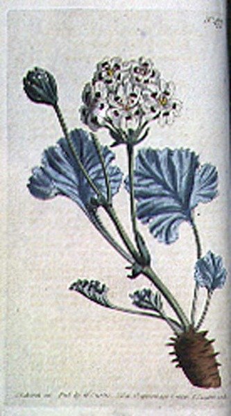 Gruby dziób żurawia (Pelargonium crassicaule), tablica 477 z „The Botanical Magazine” Williama Curtisa (lub „Flower Garden Displayed”), grawerowana przez F. Sansoma, wyd. 1799 (grawerowanie) autorstwa Sydenham Teast (after) Edwards