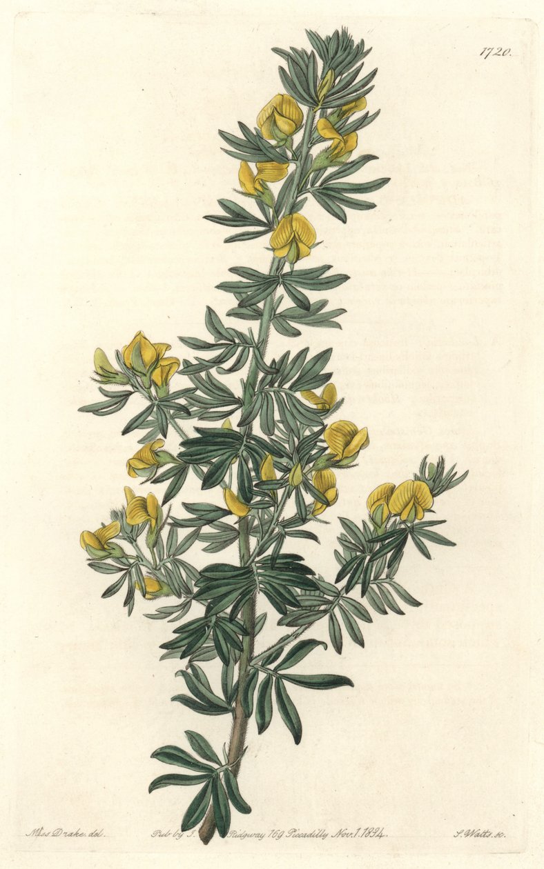 Adesmia de Loudon, pochodzący z Tasmanii (Australia) - Woda S. Wattsa z ilustracji Sarah Anne Drake (1803-1857), z rejestru botanicznego autorstwa Sydenham Teast Edwards