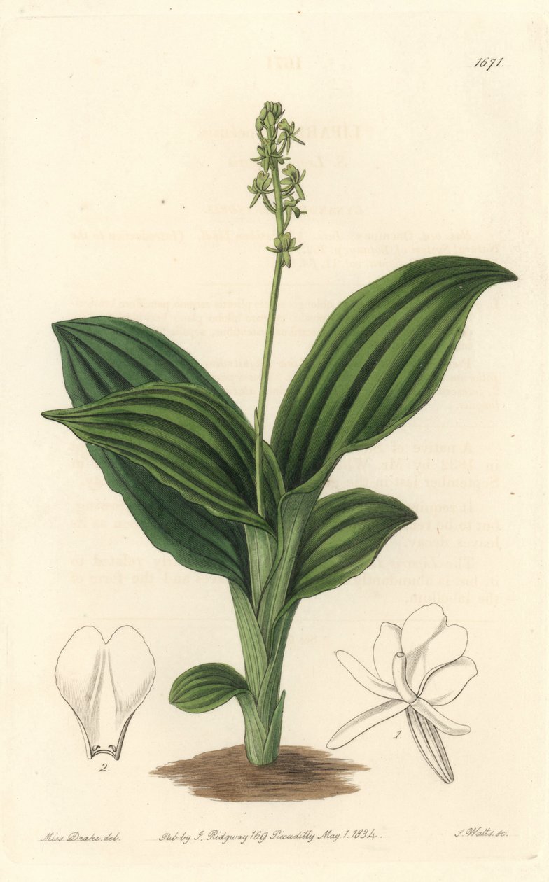 Afrykańska orchidea liparis - woda forte autorstwa S. Wattsa z ilustracji Sarah Anne Drake (1803-1857), z rejestru botanicznego autorstwa Sydenham Teast Edwards