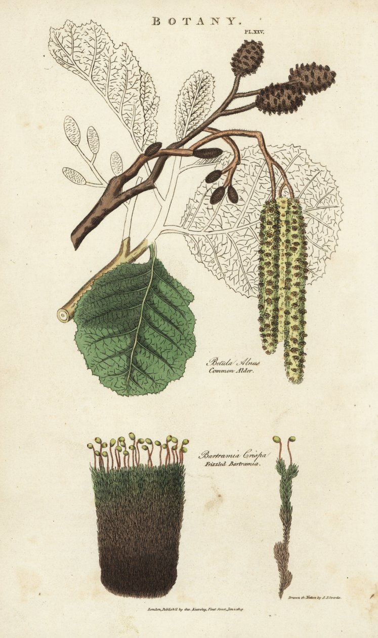 Odmiana olszy i mchu - olcha pospolita Betula alnus i bartramia kędzierzawa Bartramia crispa. Ręcznie barwiony miedzioryt według Sydenhama Edwardsa z John Mason Good