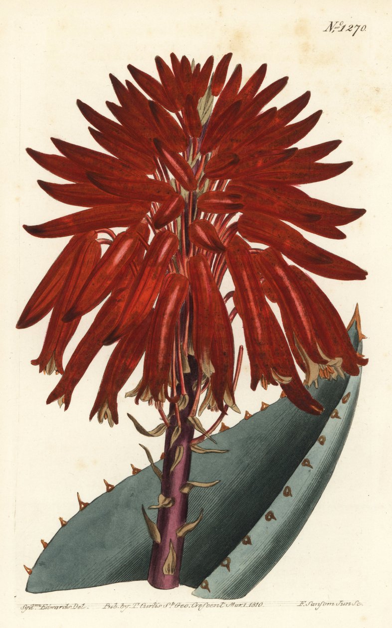 Aloes - Aloes gruzowy, Aloe perfoliata (Mitre aloe, Aloe mitraeformis). Ręcznie barwiony miedzioryt autorstwa F. Sansoma Jr. według ilustracji Sydenhama Edwardsa z magazynu botanicznego Williama Curtisa, T. Curtis, Londyn autorstwa Sydenham Teast Edwards