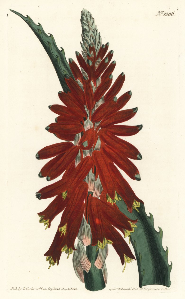 Drzewo aloesowe - Aloes wąskolistny, Aloe arborescens. Ręcznie barwiony miedzioryt autorstwa F. Sansoma Jr. według ilustracji Sydenhama Edwardsa z magazynu botanicznego Williama Curtisa, T. Curtis, Londyn autorstwa Sydenham Teast Edwards