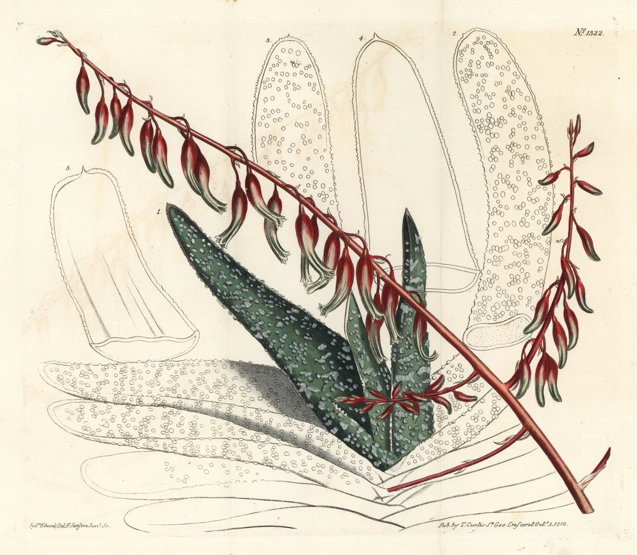 Aloes zwyczajny - Aloes wachlarzowaty, Aloe plicatilis (Aloes języczkowy, Aloe lingua). Ręcznie kolorowany miedzioryt wykonany przez F. Sansoma Jr. na podstawie ilustracji Sydenhama Edwardsa z "William Curtis