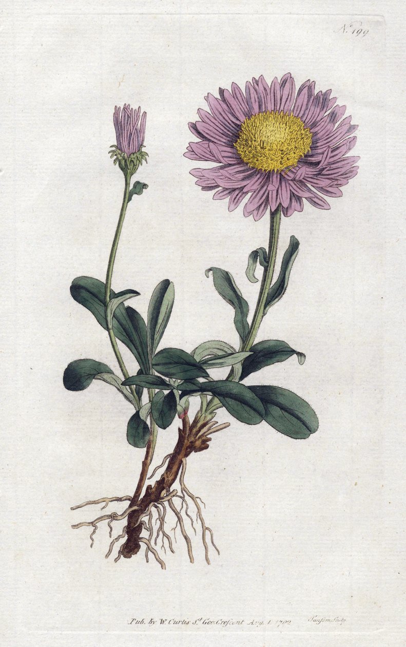 Aster alpejski lub królowa Daisy of the Alps - Litografia Sydenhama Edwardsa (1768-1819), z magazynu botanicznego Williama Curtisa (1746-1799) autorstwa Sydenham Teast Edwards