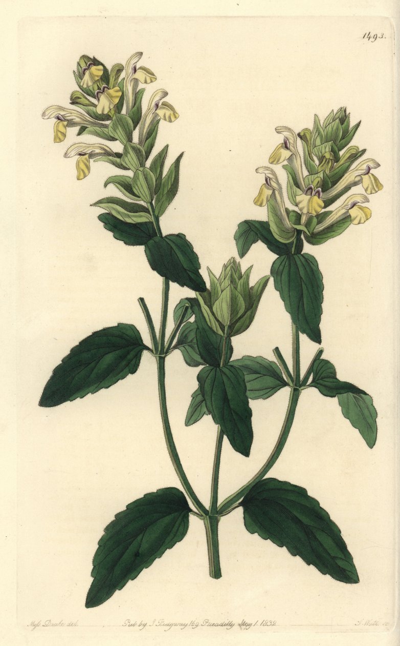 Scutellaria alpejska - Tarcza alpejska, Scutellaria alpina (Scutellaria alpejska, odmiana chmielowa, Scutellaria alpina var. lupulina). Ręcznie barwiony miedzioryt autorstwa S. Wattsa według ilustracji pani Sarah Drake z Sydenham Edwards