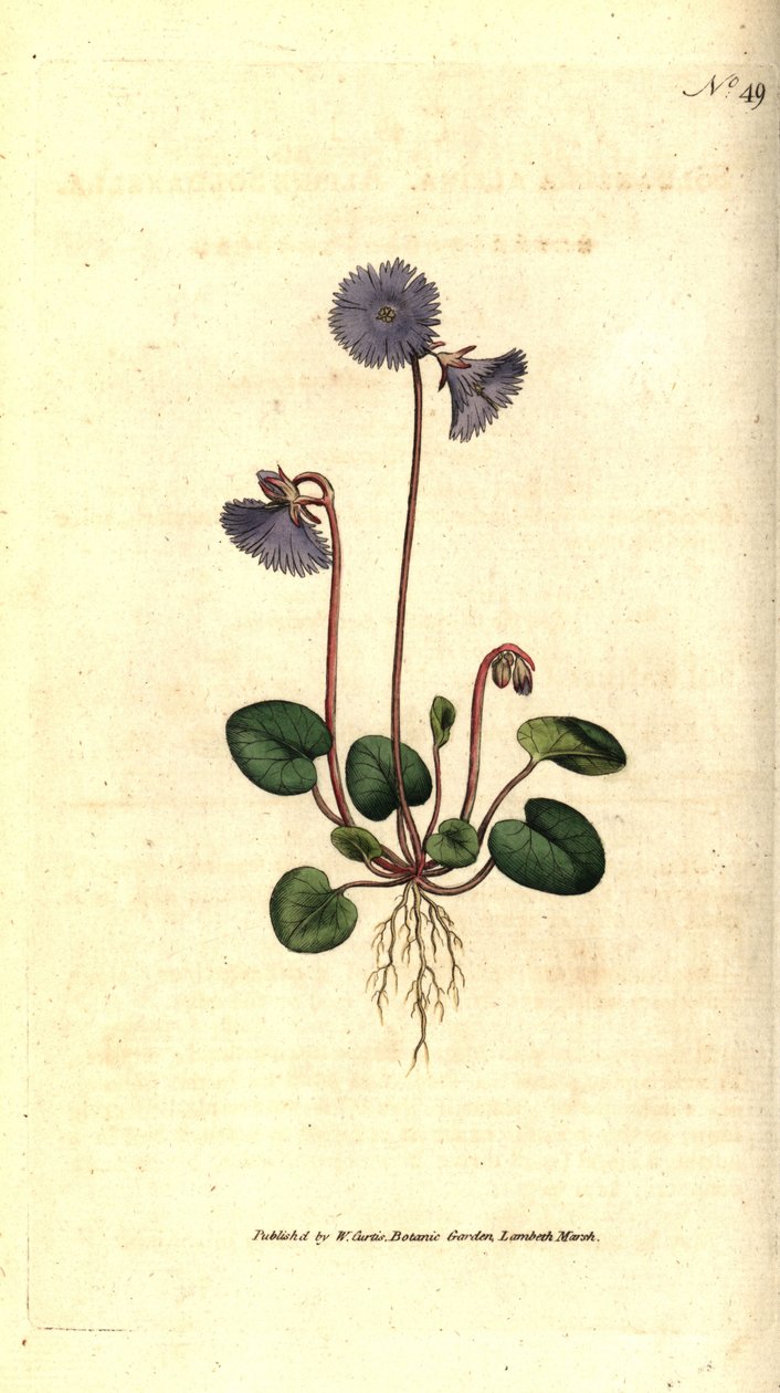 Soldanella alpejska - Soldanella alpejska, Soldanella alpina. Ręcznie kolorowany miedzioryt według ilustracji botanicznej autorstwa Jamesa Sowerby