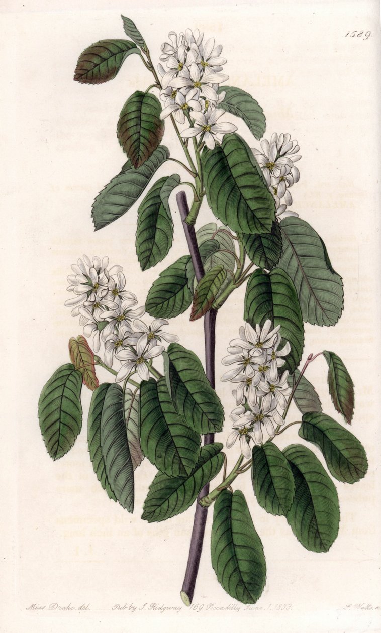 Amelanchier z liśćmi olchy lub aronią z kwiatami - Talerz grawerowany przez S.Wattsa, z ilustracji Sarah Anne Drake (1803-1857), z rejestru botanicznego Sydenham Edwards (1768-1819), Anglia autorstwa Sydenham Teast Edwards