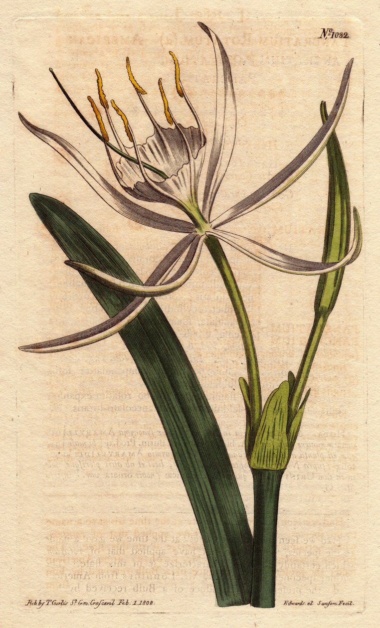 Amerykański pancratium ma pachnące białe kwiaty. Amerykański pancratium z białymi pachnącymi kwiatami.Pancratium rotatum.Ręcznie kolorowany miedzioryt na podstawie ilustracji botanicznej autorstwa Sydenhama Edwardsa z Williama Curtisa „Botanical Magazine”  autorstwa Sydenham Teast Edwards