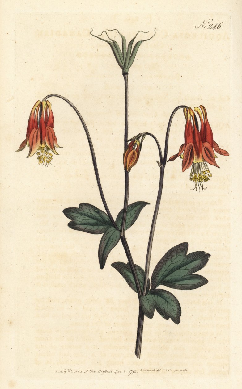 Ancolia du Canada - kanadyjski orlik. Orlik kanadyjski. Ręcznie barwiony miedzioryt autorstwa Sansoma według ilustracji Sydenhama Edwardsa autorstwa Williama Curtisa Botanical Magazine, Londyn autorstwa Sydenham Teast Edwards