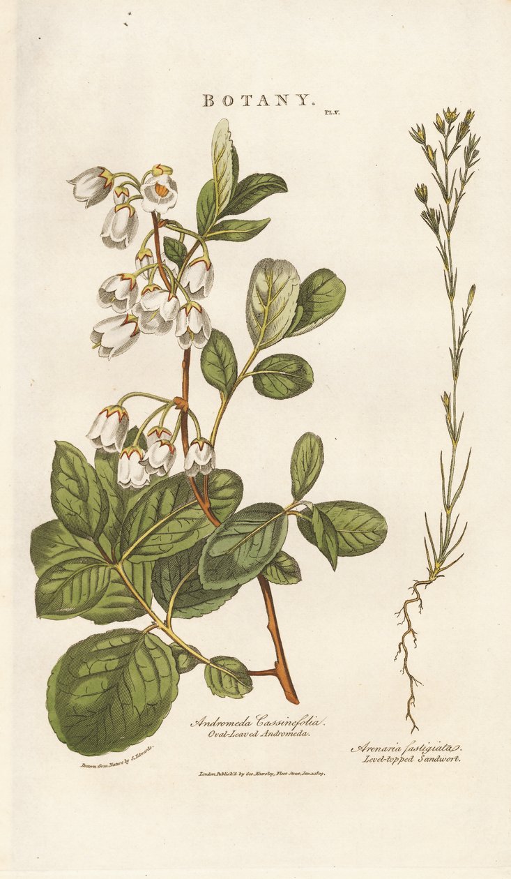 Andromeda i Sandwort autorstwa Sydenham Teast Edwards