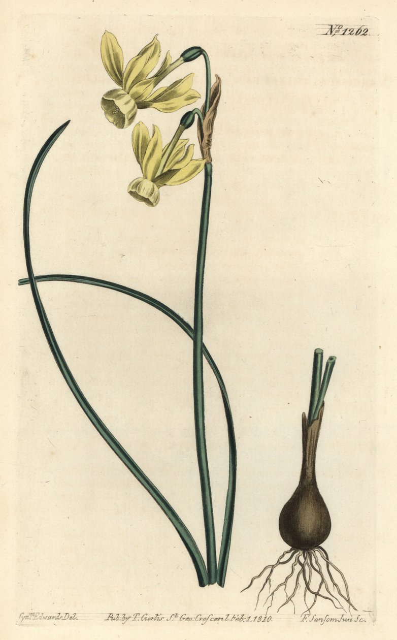 Anielskie łzy narcyz - Anielskie łzy, Narcissus triandrus (żółty narcyz o refleksach, Narcissus triandrus v. luteus) - Ręcznie kolorowany miedzioryt autorstwa F. Sansoma Jr. według ilustracji Sydenhama Edwardsa z Botanical Ma Williama Curtisa autorstwa Sydenham Teast Edwards