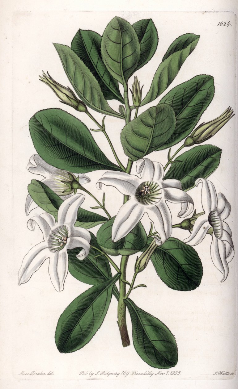 Anthocercis variete, pochodzący z Australii - tabliczka grawerowana przez S.Wattsa, z ilustracji Sarah Anne Drake (1803-1857), z rejestru botanicznego Sydenham Edwards (1768-1819), Anglia autorstwa Sydenham Teast Edwards