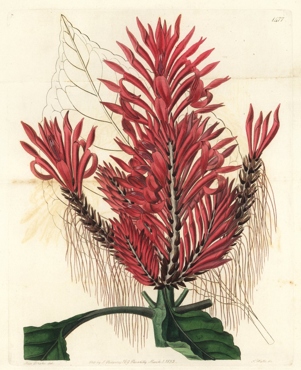 Aphelandra arborea (Crested aphelandra, Aphelandra cristata). Ręcznie barwiony miedzioryt autorstwa S. Wattsa według ilustracji Sarah Drake z Sydenham Edwards