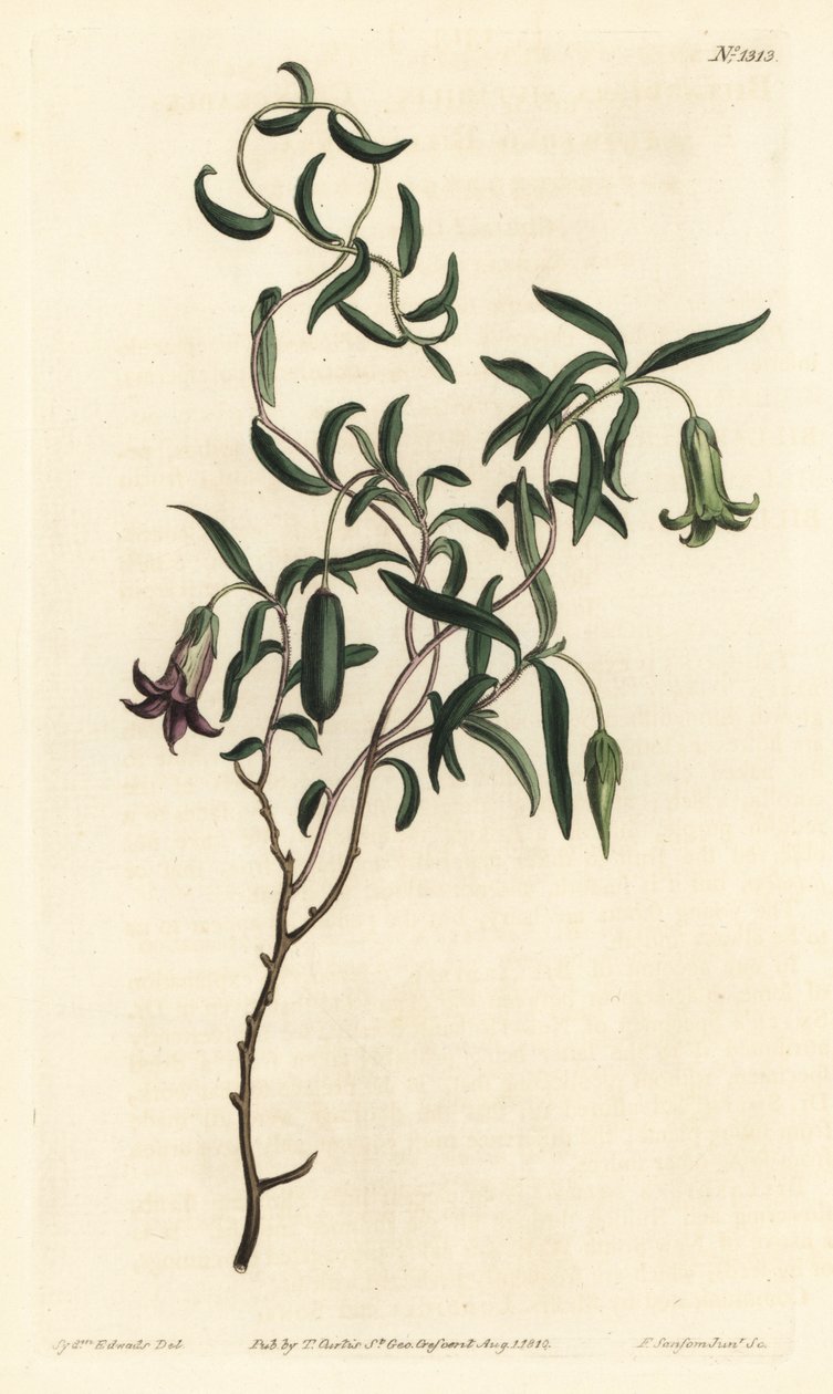 Jagoda jabłkowa lub billardiera o zmiennych kwiatach, Billardiera mutabilis - Ręcznie barwiony miedzioryt autorstwa F. Sansoma Jr. według ilustracji Sydenhama Edwardsa z magazynu Botanical William Curtis, T. Curtis, Londyn autorstwa Sydenham Teast Edwards