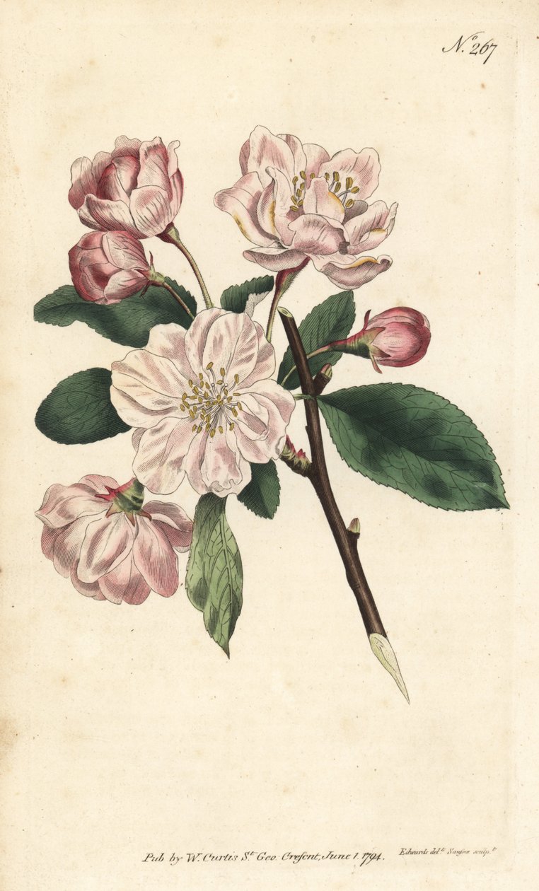 Jabłoń z ozdobnymi kwiatami - chińskie jabłko kwitnące, Malus spectabilis (jabłoń chińska, Pyrus spectabilis). Ręcznie barwiony miedzioryt autorstwa Sansoma według ilustracji Sydenhama Edwardsa z magazynu Botanical Magazine Williama Curtisa, Londyn autorstwa Sydenham Teast Edwards